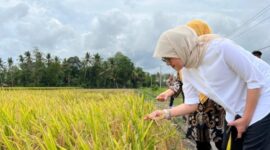 Salah satu strategi BULOG adalah melalui Program 