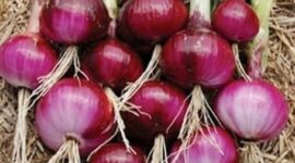 Komoditas bawang merah. (Dok. Demakkab.go.id)