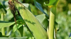 Puncak Panen Raya Jagung. (Pixabay.com/Ralphs_Fotos)