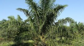 Perkebunan Sawit. (Pixabay.com/sarangib)