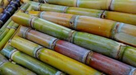 Ilustrasi Pohon Tebu. (pixabay.com/Schreib-Engel)