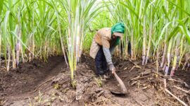 PT Pabrik Gula Rajawali II Cirebon Diproyeksikan Produksi 84 Ribu Ton Gula. (Dok. Pgrajawali1.co.id)