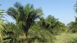 Dana untuk program Peremajaan Sawit Rakyat (PSR) atau replanting dari Rp30 juta ditingkatkan menjadi Rp60 juta per kebun. (Pixabay.com/sarangib)