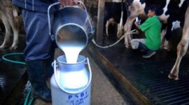 Industri pengolahan susu. (Dok. kominfo.go.id)