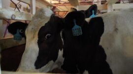 Sebanyak 50 ekor sapi perah bunting jenis Frisian Holstein asal Australia telah tiba di Indonesia. (Dok. ditjenpkh.pertanian.go.id)