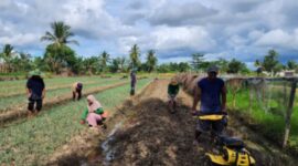Klaster Usaha Barokah Sayur di Isano Mbias, di kawasan Distrik Tanah Miring, Distrik Merauke, Papua Selatan. (Dok. BRI)