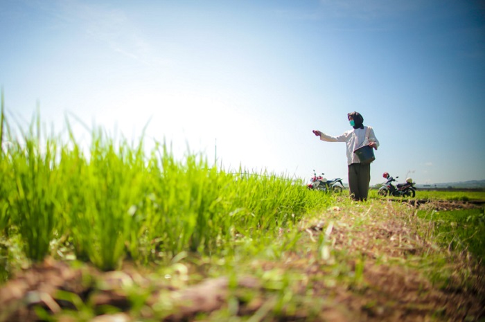 Harga beras dunia anjlok tajam ke titik terendah dalam beberapa tahun terakhir. (Dok. Kementan)