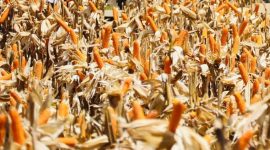 MENTERI Pertanian (Mentan) Andi Amran Sulaiman menegaskan produksi jagung nasional sepanjang semester pertama 2025 surplus. (Dok. Kementan)