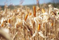 Bulog menyiapkan Cadangan Jagung Pemerintah untuk menekan harga jagung bagi peternak layer mandiri. (Dok. Bapanas)

