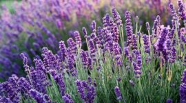 Para ahli aroma terapi merekomendasikan aroma lavender yang harum dan menyejukkan suasana hati.. (Pixabay.com/Mouse23)