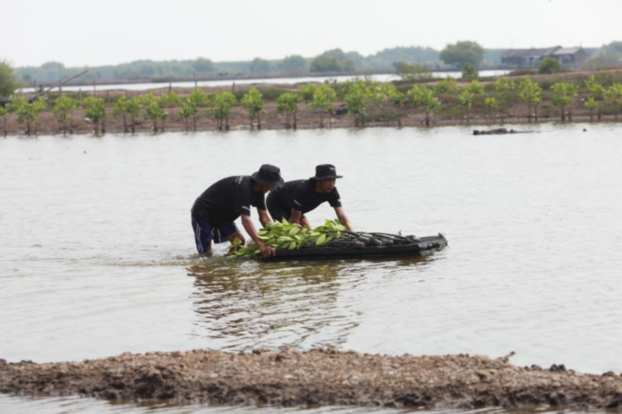 Melalui Program BRI Menanam - Grow & Green Penanaman, bantuan bibit mangrove tersebut diharapkan dapat memberi dampak positif bagi lingkungan khususnya memulihkan ekosistem di wilayah Muaragembong. (Dok. BRI)