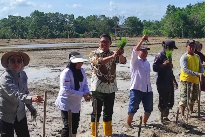 Wakil Menteri Pertanian Republik Indonesia (Wamentan RI) Sudaryono terjun ke sawah. (Dok. Kaltimpost.com)