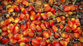 Buah kelapa sawit. (Pixabay.com/tristantan)