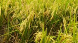 Gabah. (Dok. Setkab.go.id)