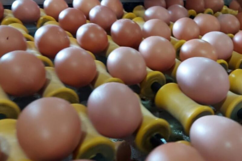 Kementan menghitung potensi produksi telur nasional tahun 2025 mencapai 6,5 juta ton, sementara kebutuhannya 6,2 juta ton dan potensi surplus 288,7 ribu ton. (Dok. Kementan)