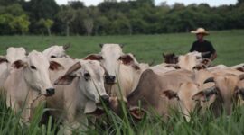 Kementan targetkan 2 juta ekor sapi untuk perkuat produksi nasional lewat skema investasi swasta berbasis kemitraan koperasi dan peternak. (Dok. Kementan)