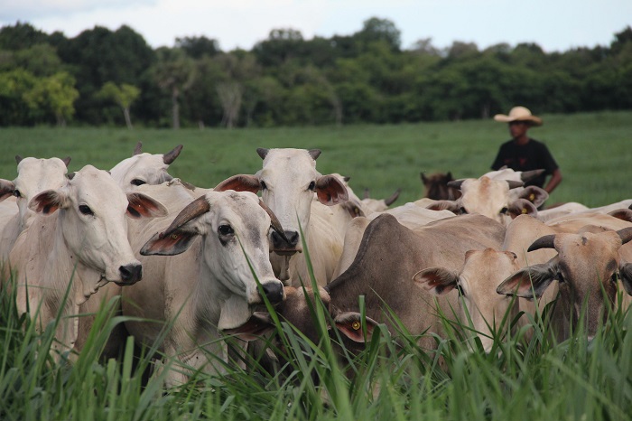 Kementan targetkan 2 juta ekor sapi untuk perkuat produksi nasional lewat skema investasi swasta berbasis kemitraan koperasi dan peternak. (Dok. Kementan)