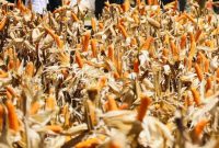 MENTERI Pertanian (Mentan) Andi Amran Sulaiman menegaskan produksi jagung nasional sepanjang semester pertama 2025 surplus. (Dok. Kementan)