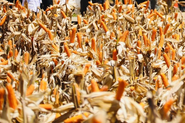 MENTERI Pertanian (Mentan) Andi Amran Sulaiman menegaskan produksi jagung nasional sepanjang semester pertama 2025 surplus. (Dok. Kementan)